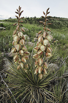 yucca in bloom